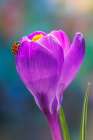 USA, Washington State, Seabeck. Lady bug on crocus flower. Art Print